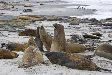 Northern Elephant Seals on a beach in Falkland Islands