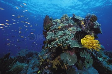 Korallenriff und gelbe Crinoid Bali Indonesien