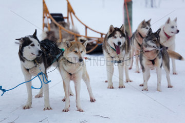 Husky dogs in Finland