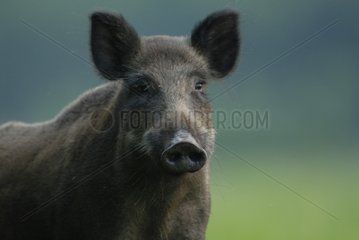 Portrait of Wild boar female France