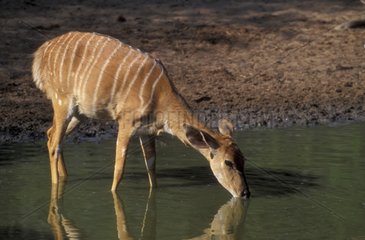 Nyala femelle buvant à un point d'eau Afrique du Sud
