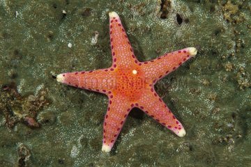 Peppermint sea star Indonesia