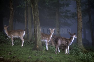Group Fallow Deer females in spring in Belgium