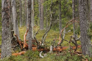 Dead trunk of tree lied down in Taiga Finland
