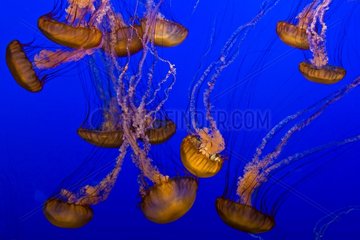Sea Nettles Monterey Bay Aquarium California USA