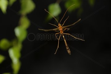 Parasitic Hymenoptera flying in the dark Saône-et-Loire
