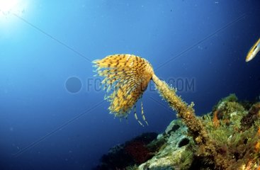 Wreathy-tuft tube worm Mediterranean