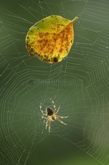 A spider in its web with a sheet