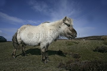 Eriskay pony Hebrides Scotland