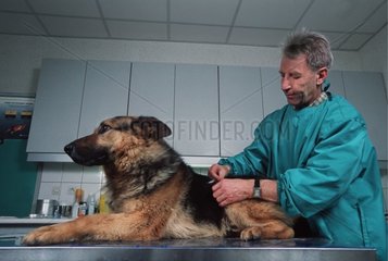 Vétérinaire vaccinant un Berger Allemand