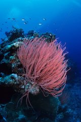 Peitsche Korallen Süd -Islot Ouvea Neukaledonien