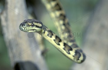 Python -Teppiche in einer Niederlassung in Queensland Australia