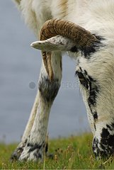 Sheep grazing Dingle Peninsula Ireland