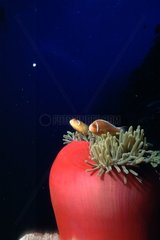 Couple of Pink Anemonefish in their sea anemone Australia