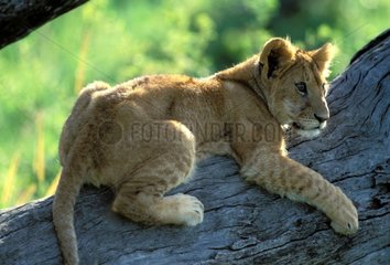 Lionceau couché sur une branche Kenya
