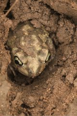 Couch's Spadefoot Toad burrowing Arizona USA