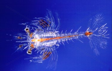 Atlantic mud shrimp larva