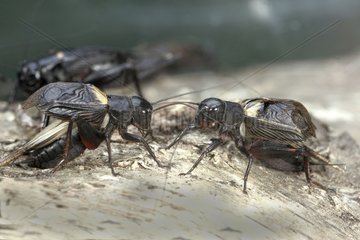 Conflict between two stridulating males of Field Criquet