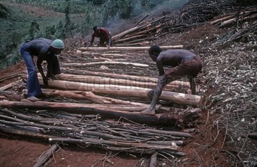 Men building stack felled trees for charcoal burning Kenya