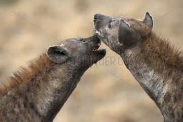 Speckled Hyenas Masaï Mara Kenya