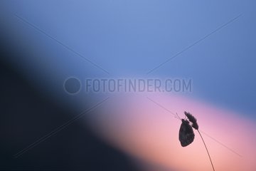 Marbled White backlighting on pink clouds Jura