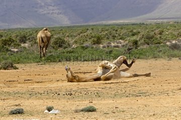 Camel rolling on the ground in the island of Socotra