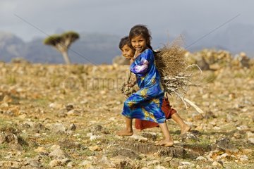 Girls carrying wood to light the fire of Socotra Island
