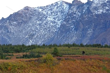 Elan male to fall Glen Alps in Alaska