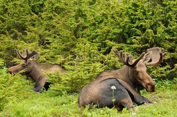 Elk velvet male lying in the summer in Alaska