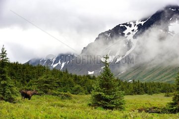 Elk female in mountain in summer in Alaska