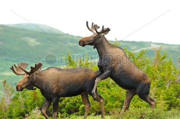 Elks subadult males in summer in Alaska