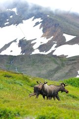 Male Elks in the mountains in summer in Alaska