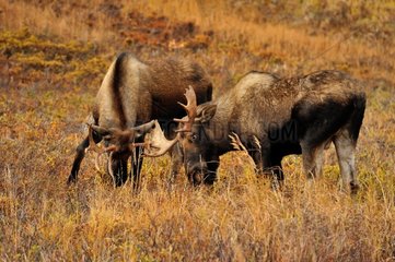 Elks male in Alaska during the rut period