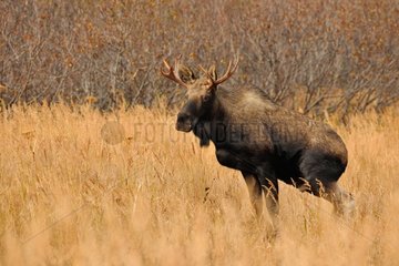 Young male Elk urinating Glen Alps in Alaska