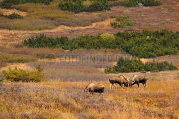 Two male Elks following a female Glen Alps in Alaska