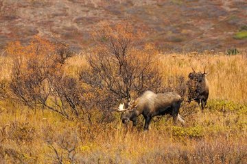 Male Elks in autumn during the rut period Glen Alps Alaska