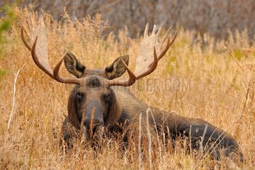 Male Elk lying in autum Glen Alps in Alaska