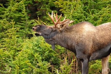 Young male Elk in autum Glen Alps in Alaska