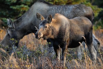 Female Elk and its young in autum Glen Alps in Alaska