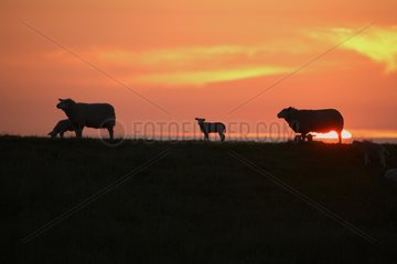 Sheeps on a dike at sunset Netherlands