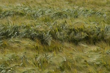 Wind effect in a cereal field