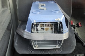 European cat transport in a car France