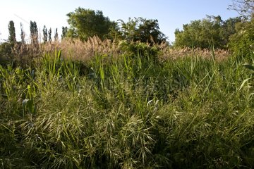 Vegetation grasses high in the spring Provence