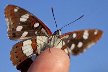 Southern White Admiral at spring in Provence France