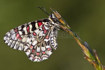 Spanish Festoon butterfly at spring in Provence France