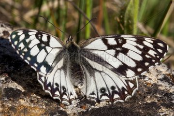 Western Marbled White at spring France