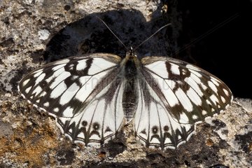 Western Marbled White at spring France