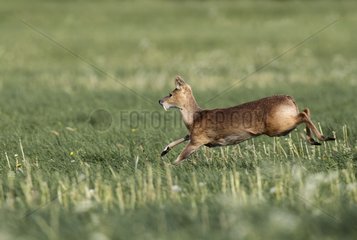 Male Chinese water deer running in a meadow