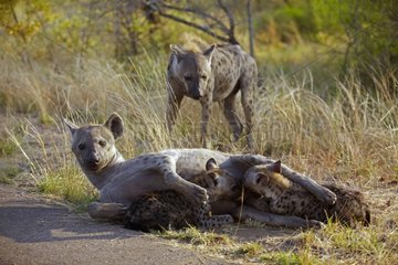 Spotted Hyaena suckling her young Kruger NP in RSA