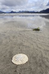 Eccentric sand dollar skeleton on the beach at low tide
